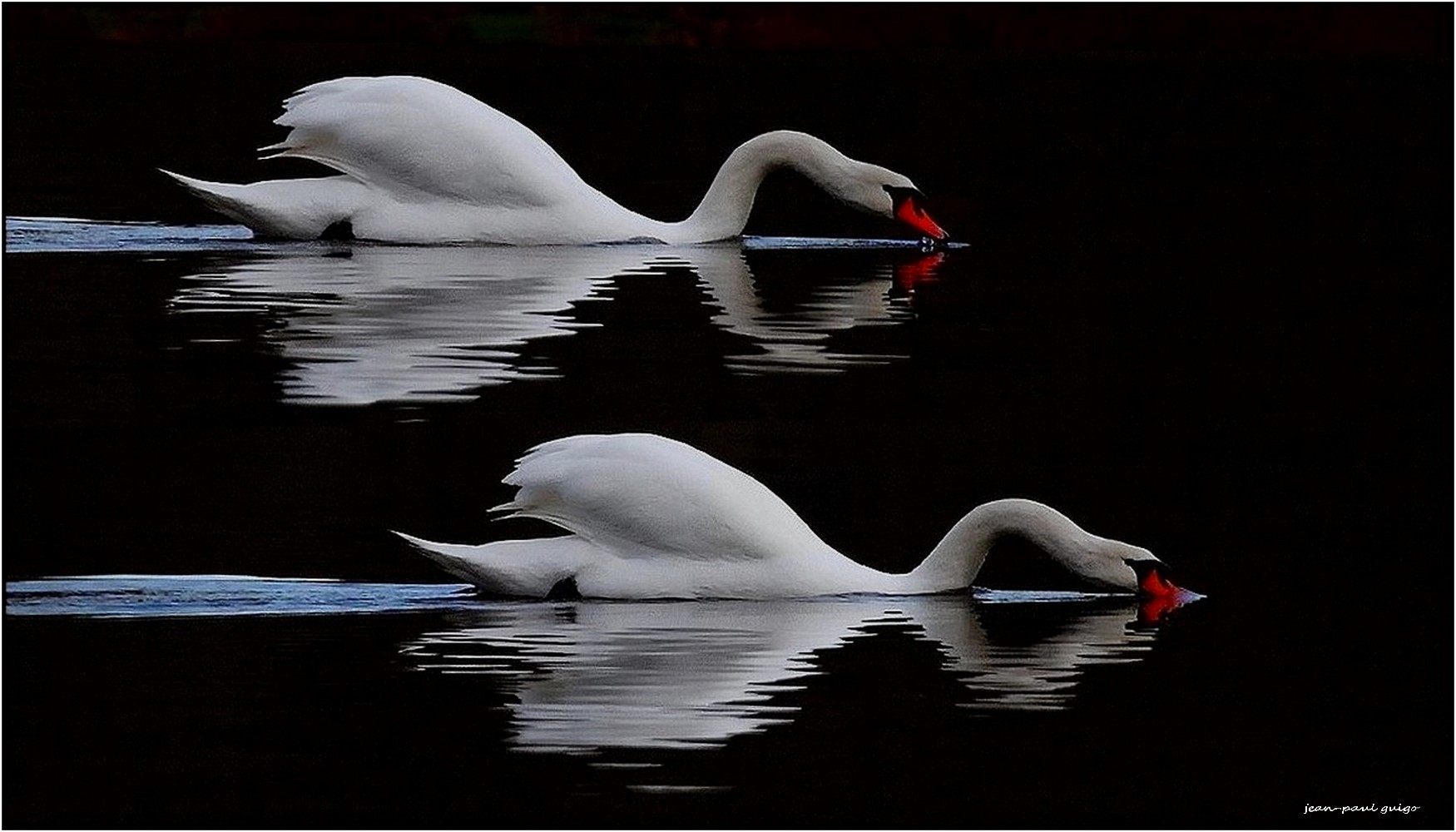 le ballet des cygnes