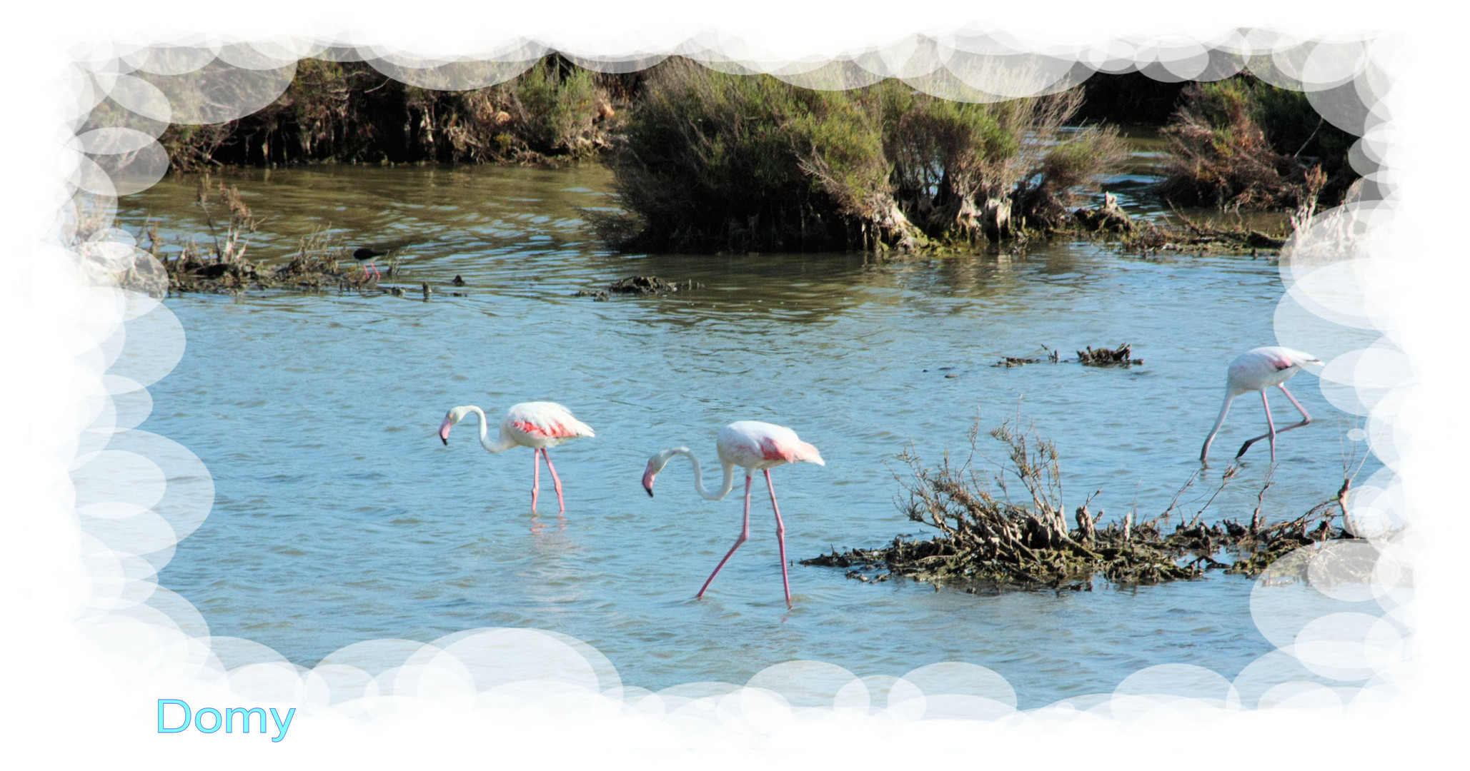 Le ballet des Flamands Rose