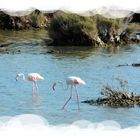 Le ballet des Flamands Rose