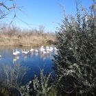 le ballet des flamands roses