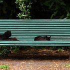 le banc aux chats