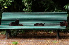 le banc aux chats