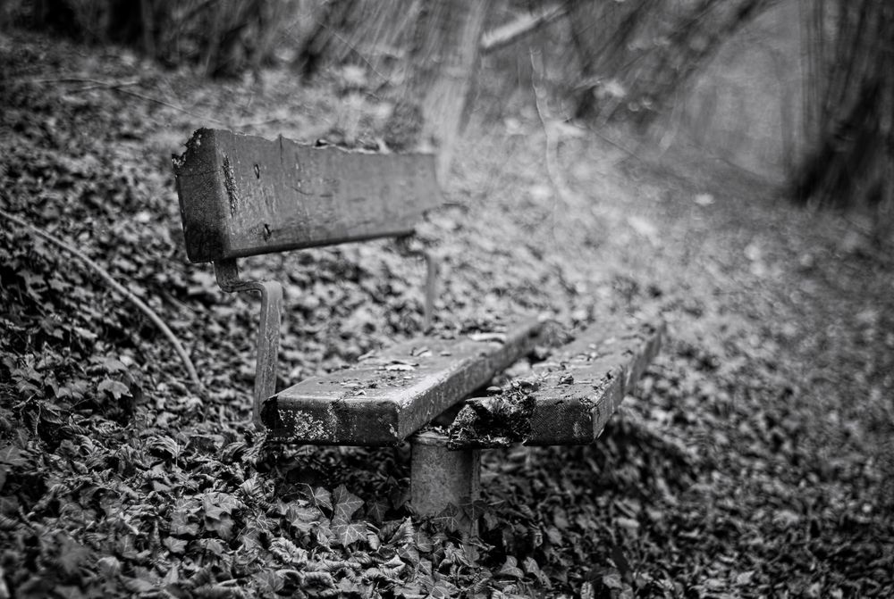 Le banc dans le bois