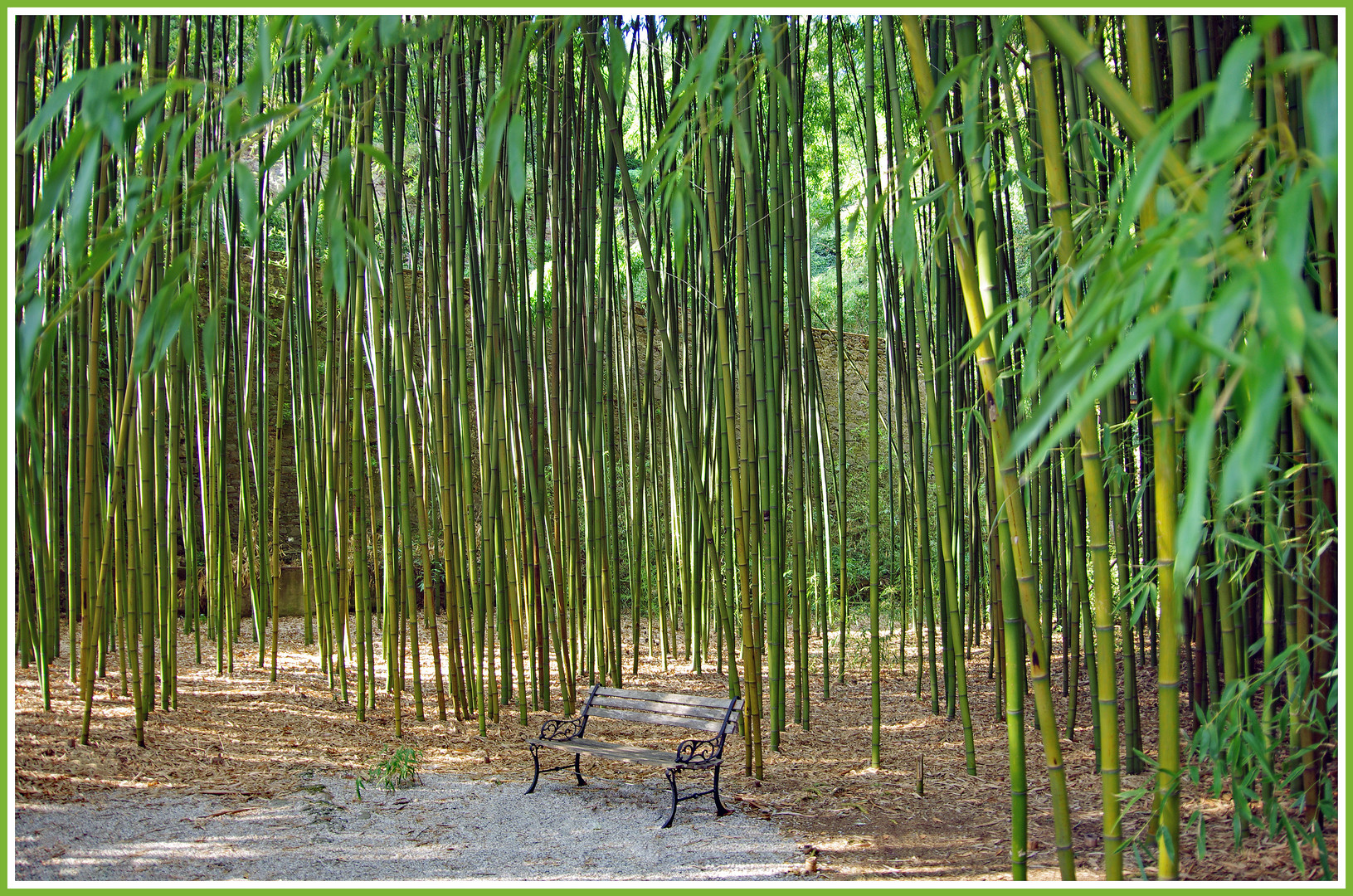 le Banc du   petit Bois de Bambou.....