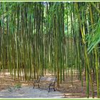 le Banc du   petit Bois de Bambou.....