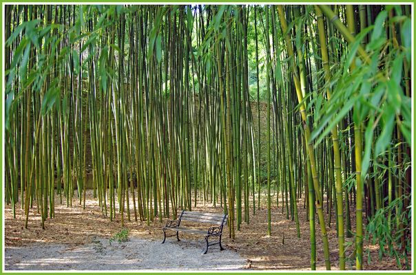 le Banc du   petit Bois de Bambou.....