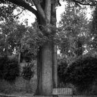 Le banc et le grand chène