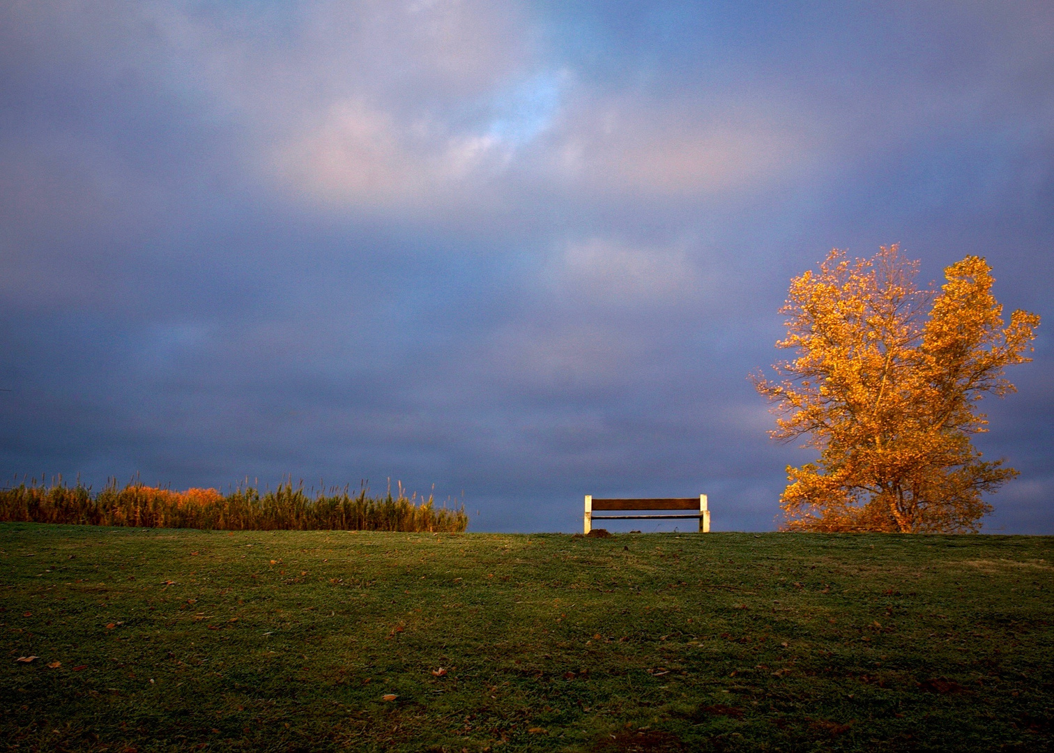 Le banc, l'arbre et la haie.