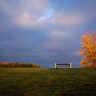 Le banc, l'arbre et la haie.