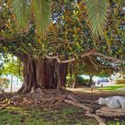 Le banian du Jardin Elisée Reclus