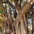 Le banian du Jardin Elisée Reclus