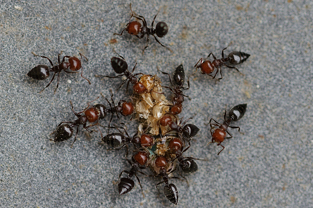 Le banquet des fourmis rouges