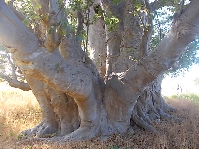 le baobab du Cap Vert