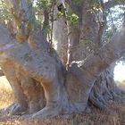 le baobab du Cap Vert