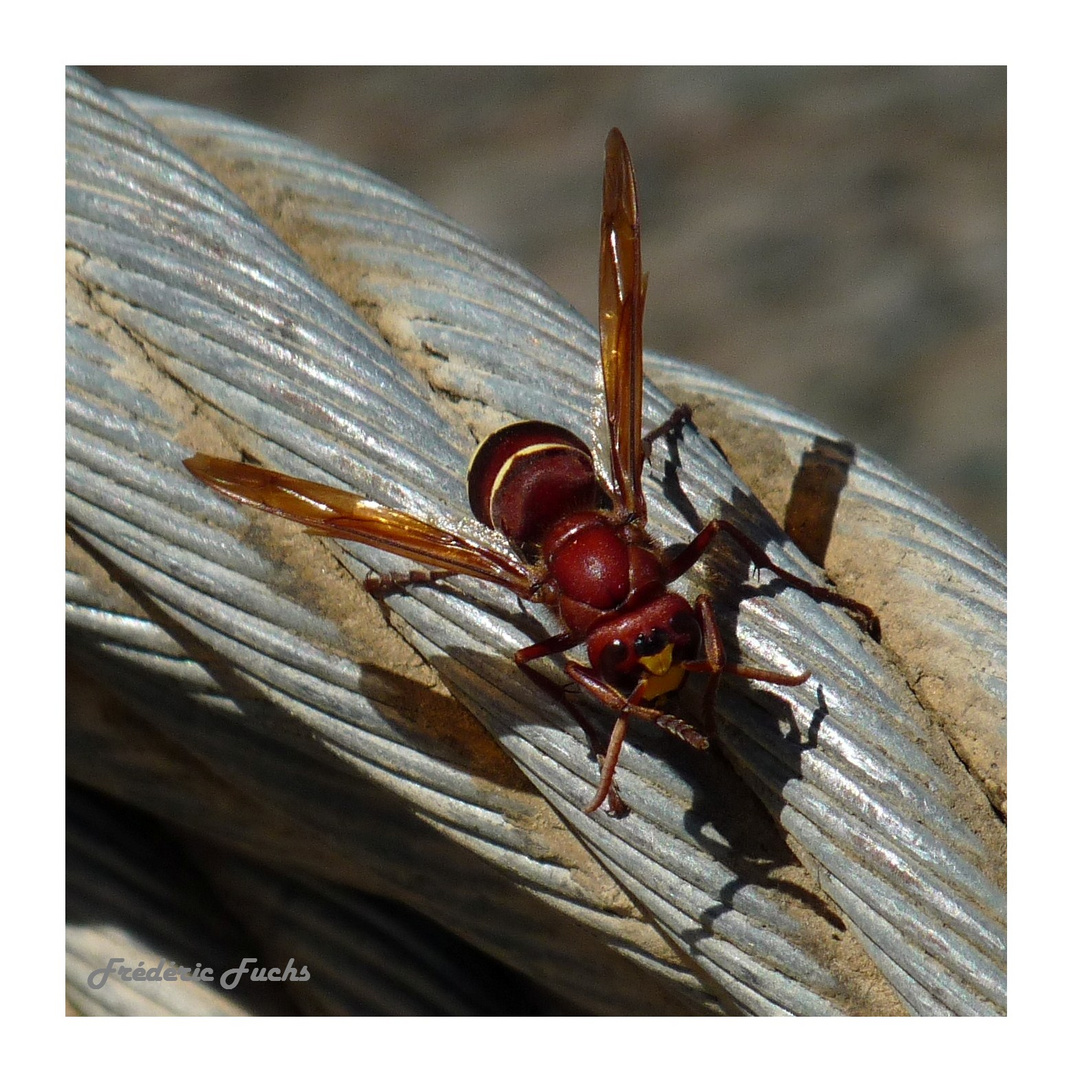 Le Baron Rouge.