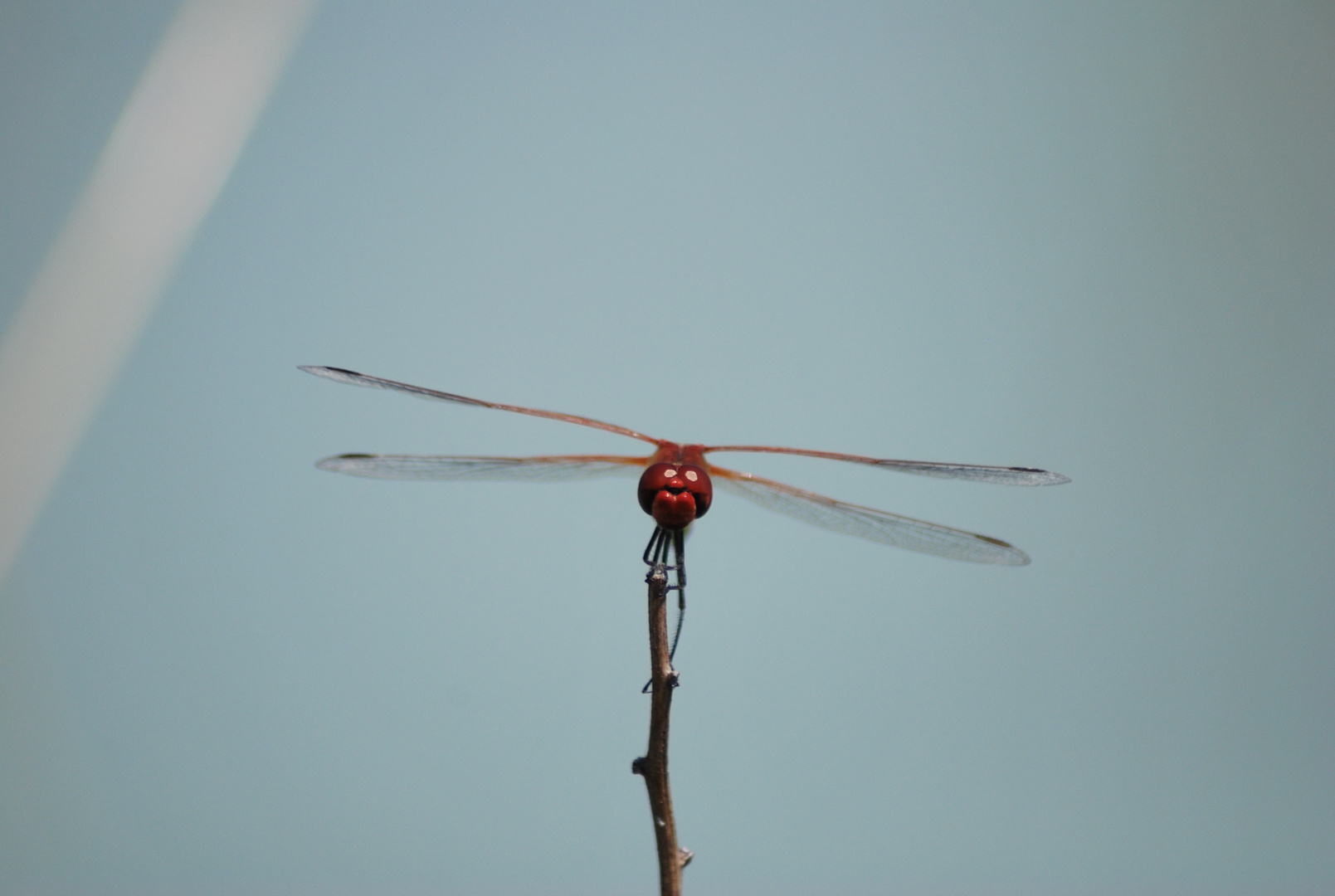 Le baron rouge