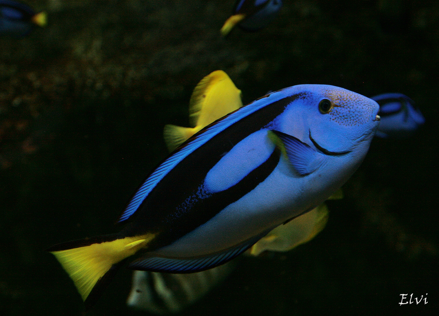 Le beau bleu