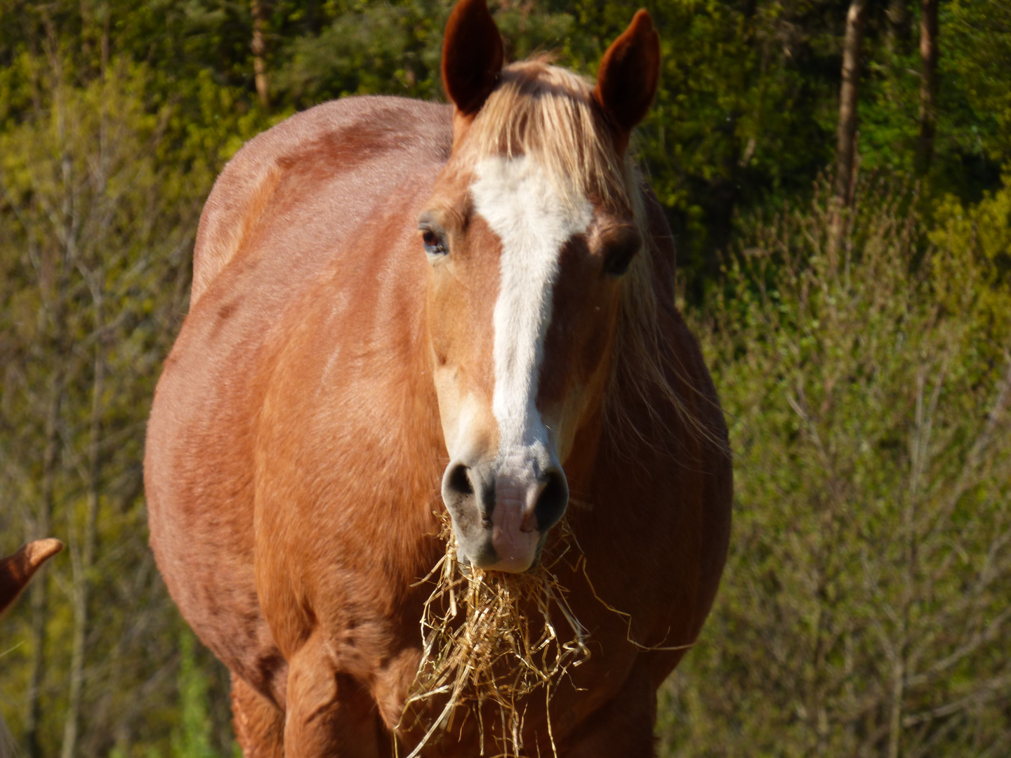 Le beau cheval