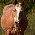 Le beau cheval