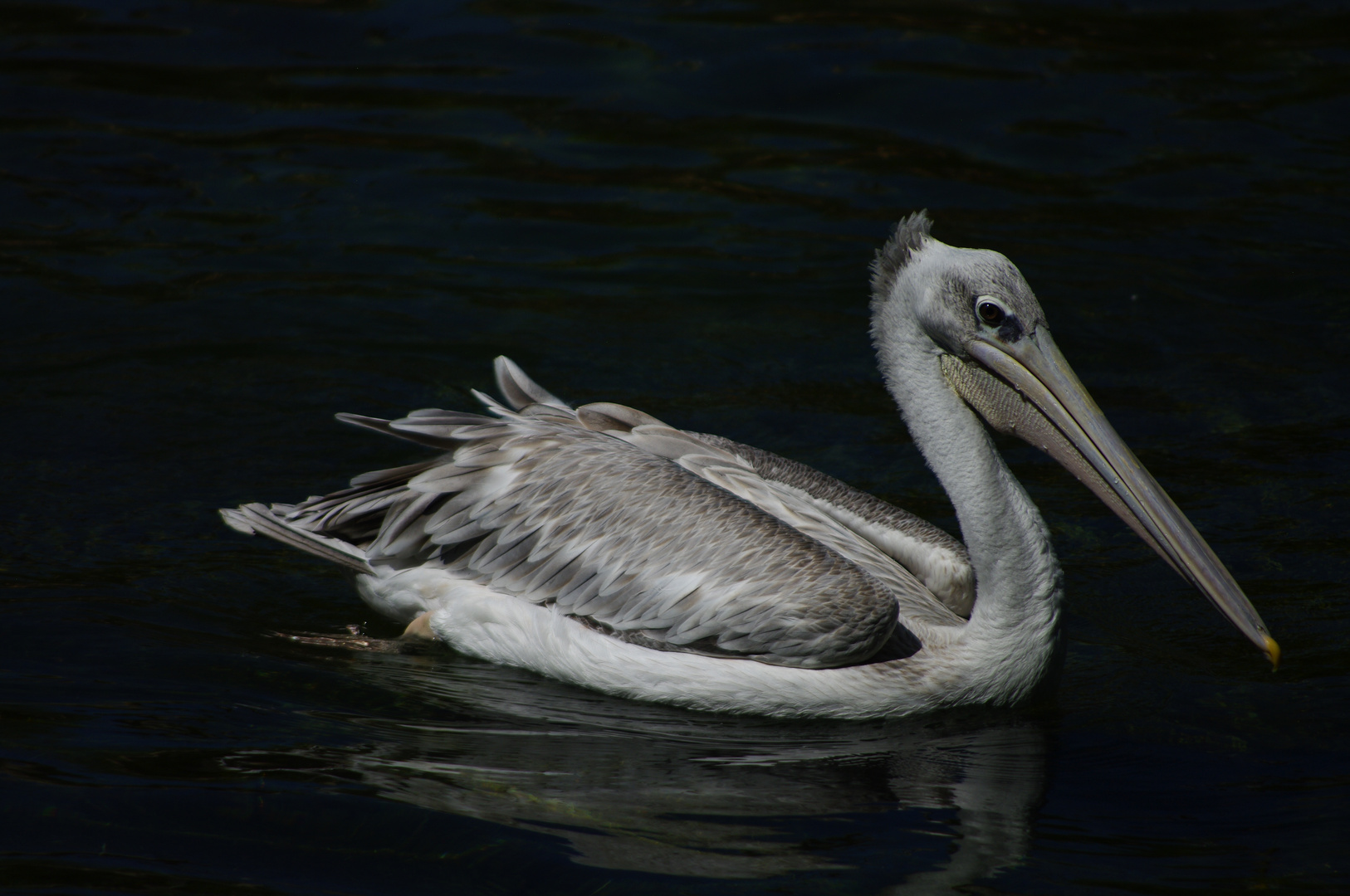 Le beau plumage du pélican gris (Pelecanus rufescens)