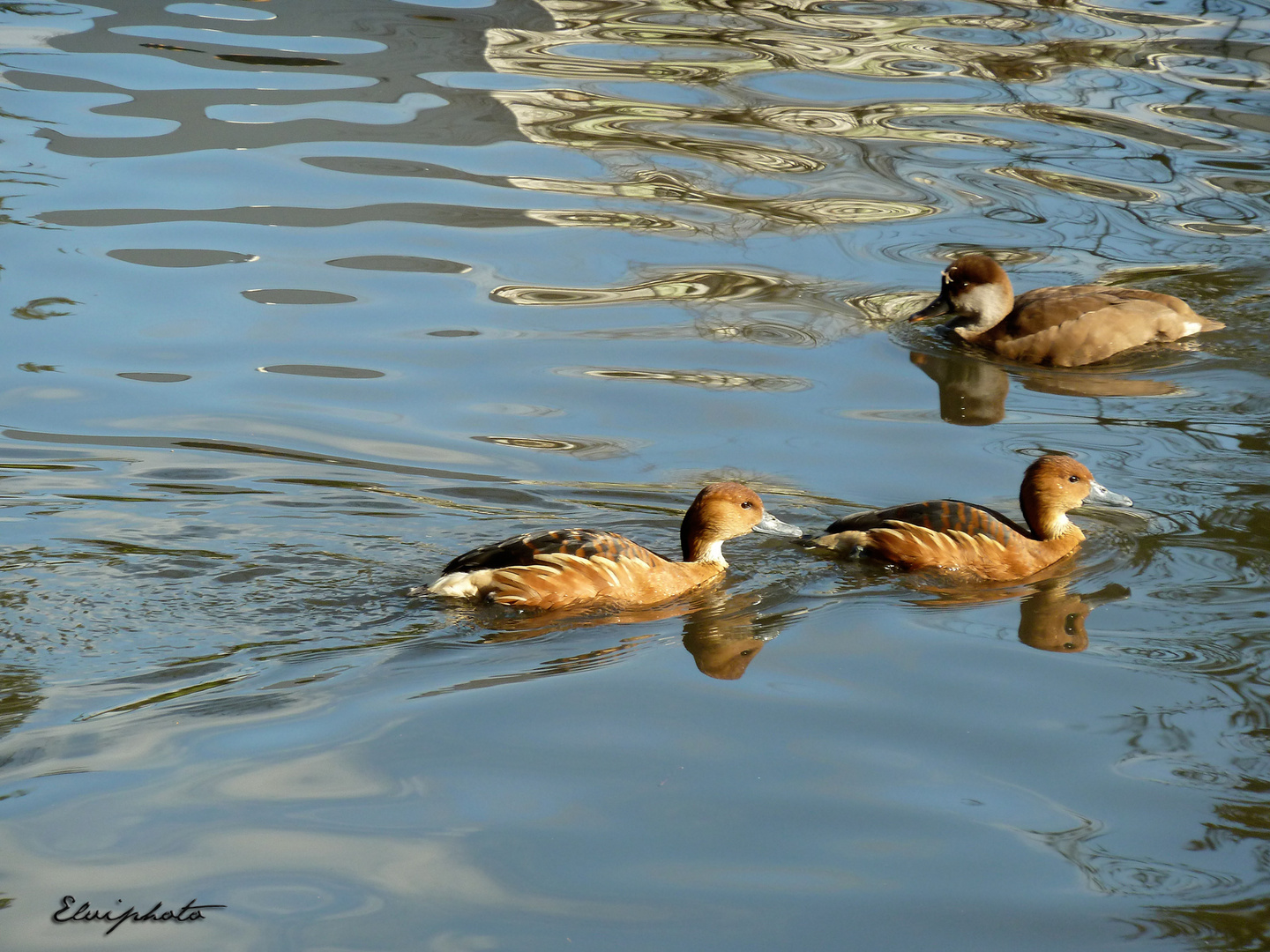 Le beau trio !