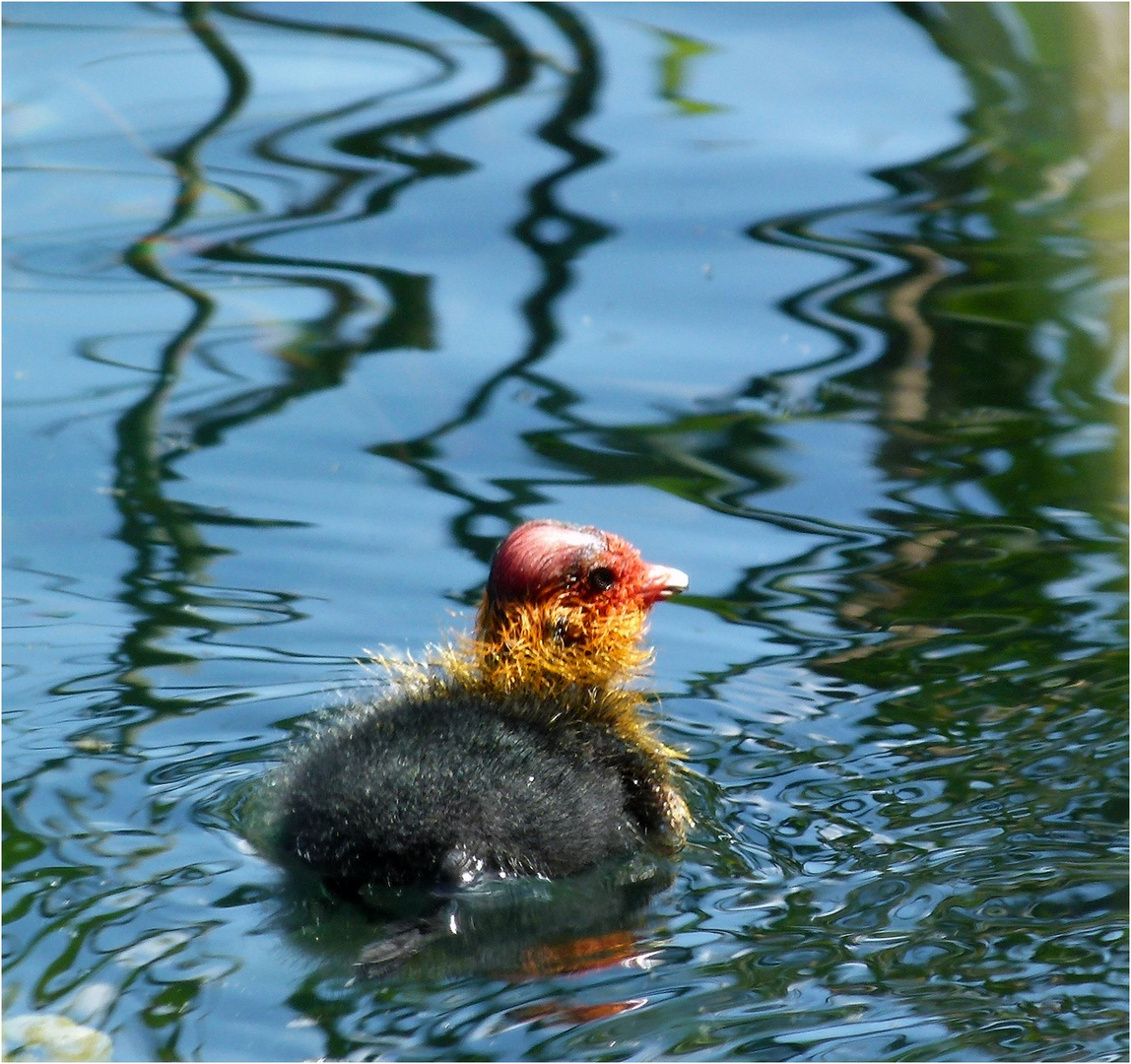 Le Bebe Foulque Photo Et Image Oiseaux Nature Images Fotocommunity Le Bebe Foulque Photo Et Image Oiseaux Nature Images Fotocommunity