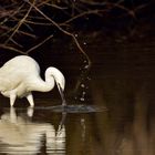 Le bec dans l'eau