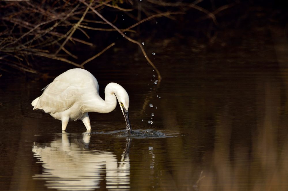 Le bec dans l'eau