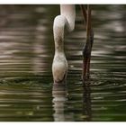 Le bec dans l'eau!!!