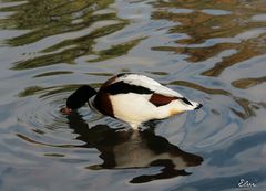 Le bec dans l'eau