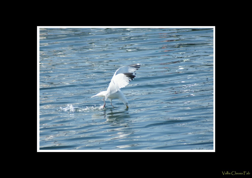 Le bec dans l'eau