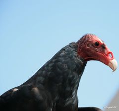 Le bec du vautour 