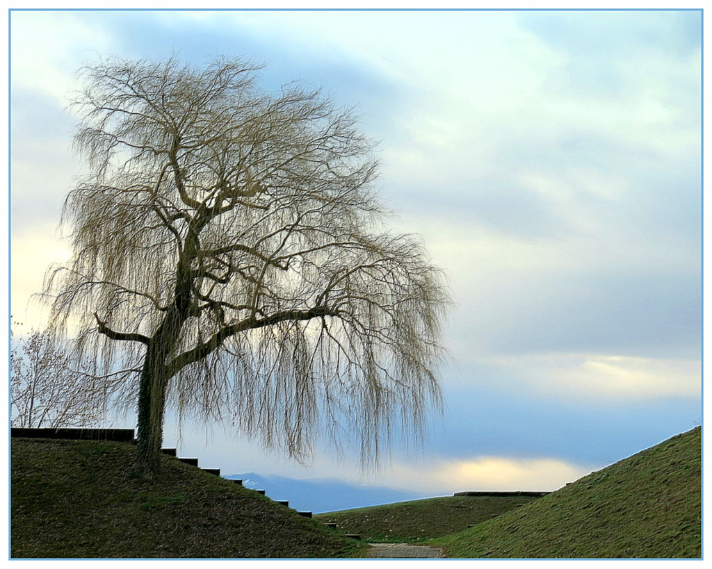 LE BEL ARBRE