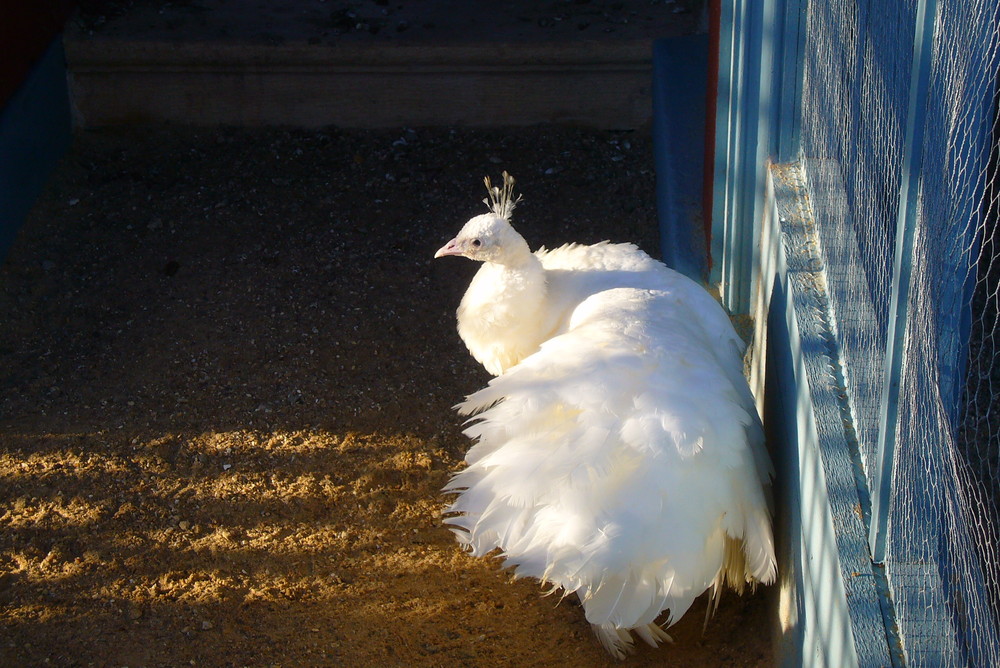 le bel oiseau blanc...