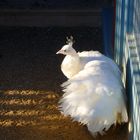 le bel oiseau blanc...