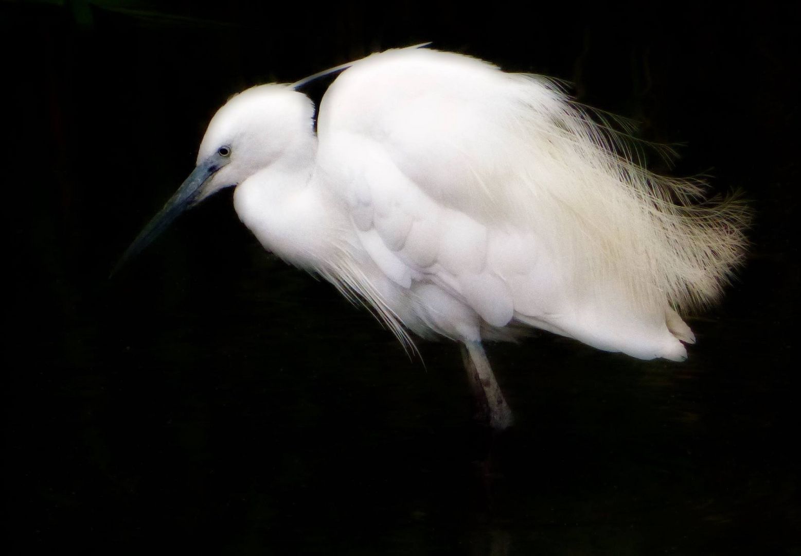 Le Bel oiseau blanc