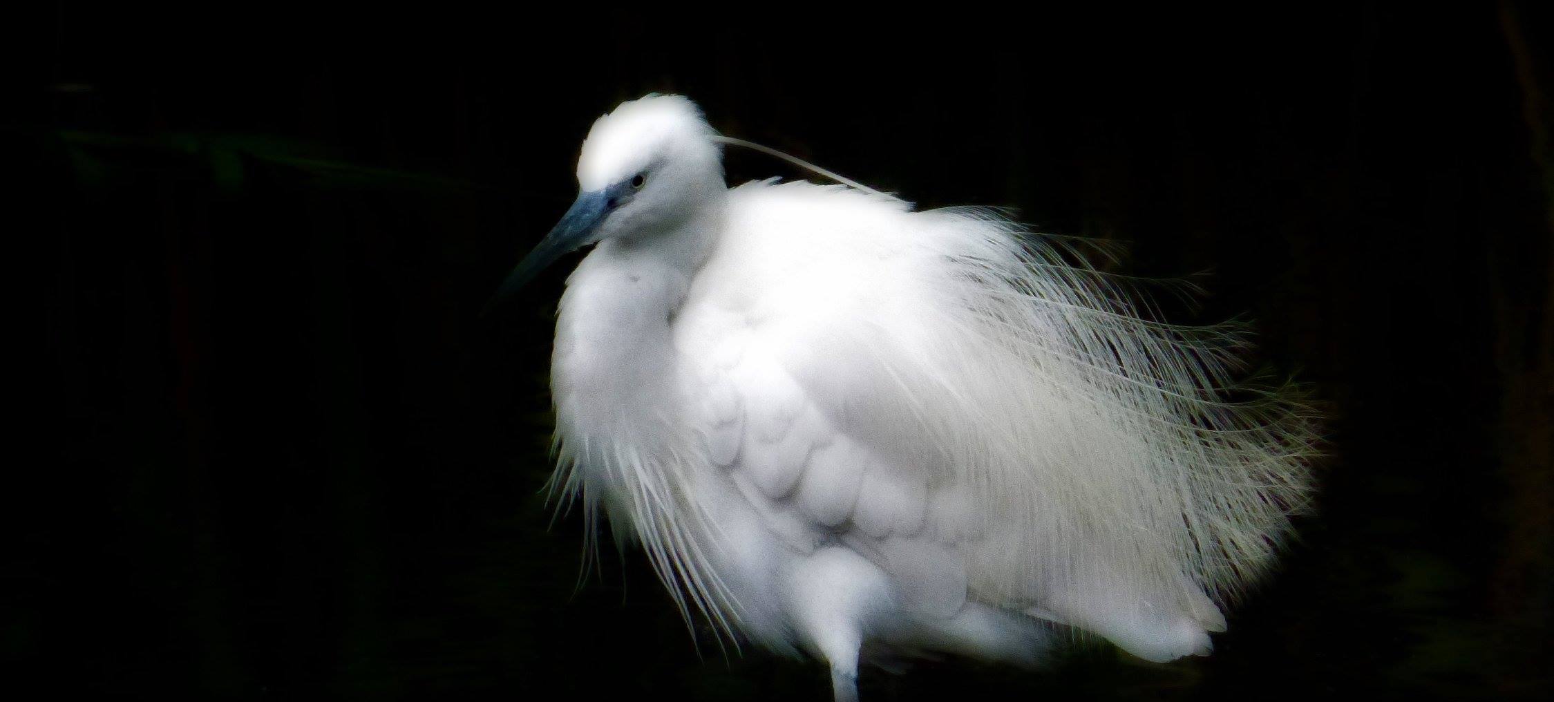 Le Bel Oiseau blanc - La suite 