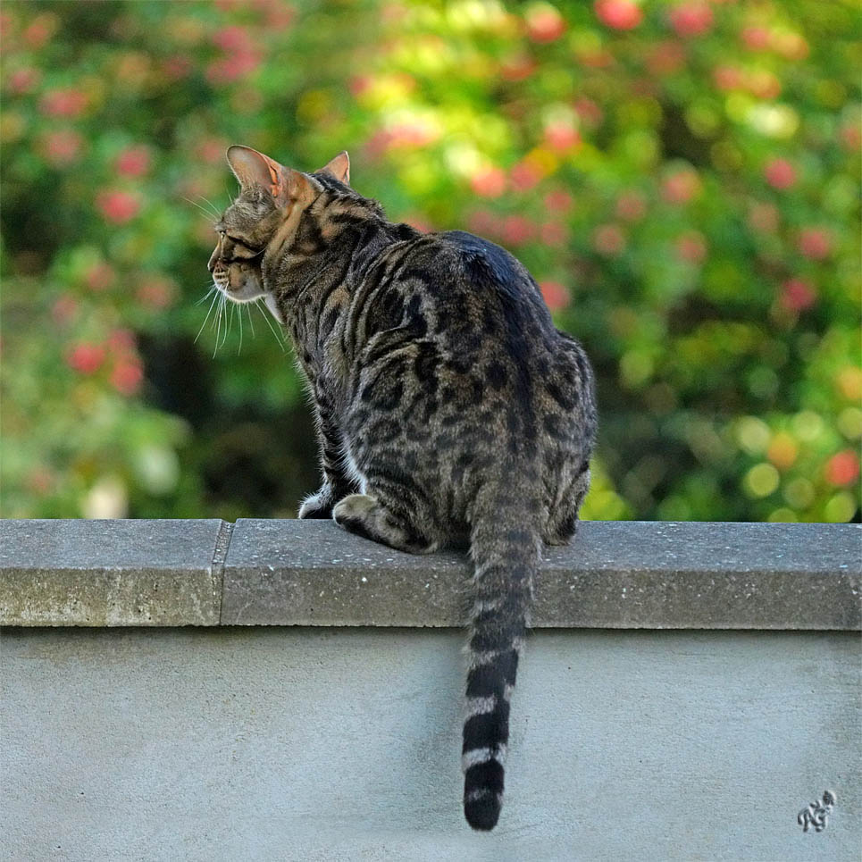 Le Bengal