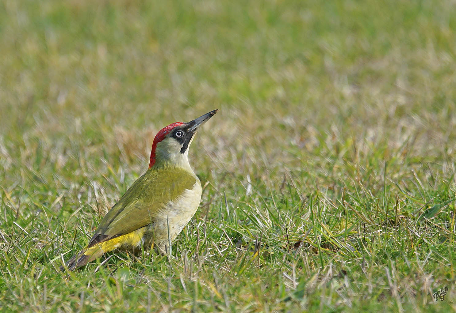 Le béret rouge de Mme Pic vert