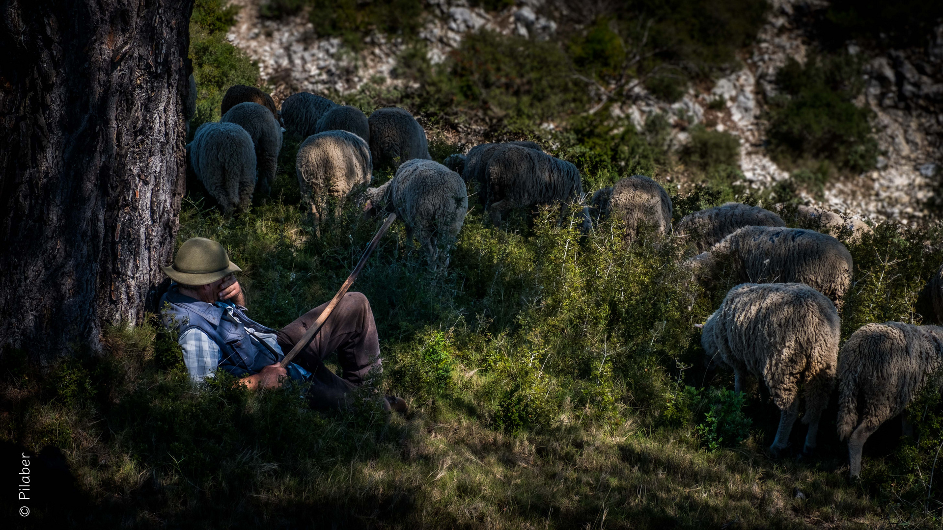 Le berger des alpilles