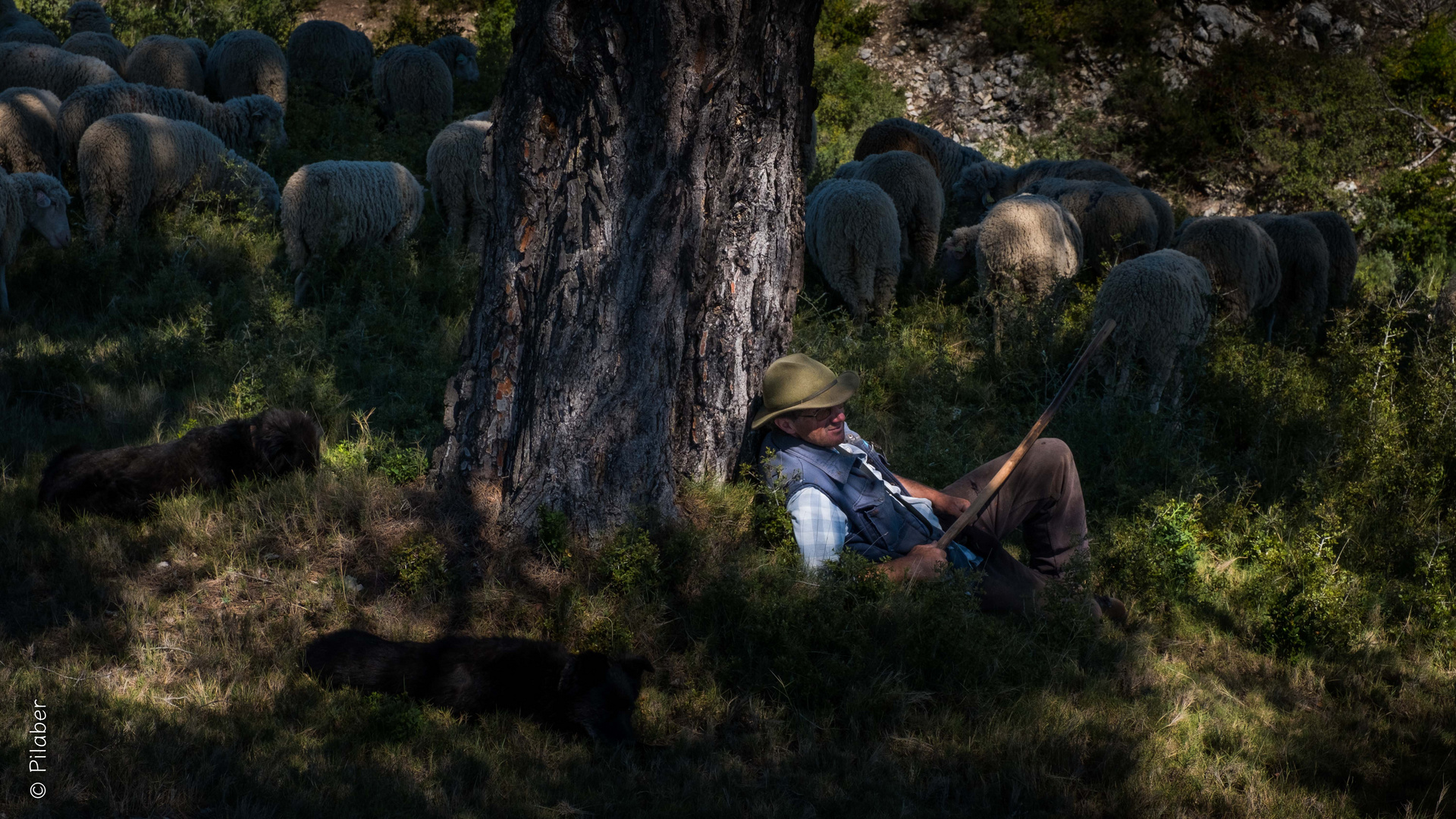 Le berger des alpilles II