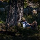 Le berger des alpilles II