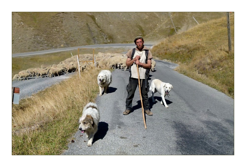 *le berger du col d'Allos*