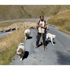 *le berger du col d'Allos*