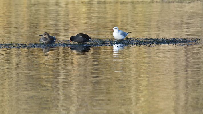 Le bien vivre en communauté