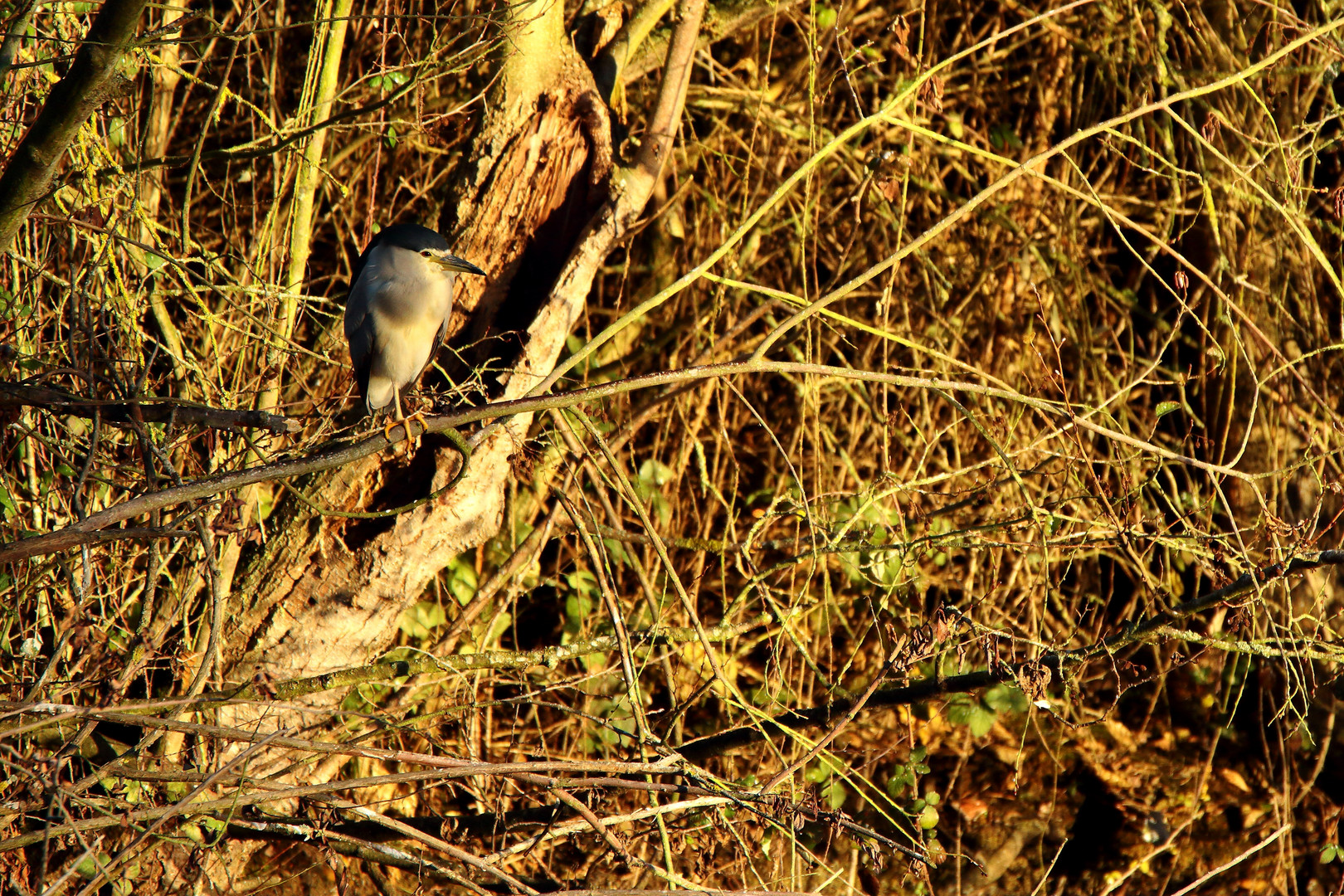 le Bihoreau Gris