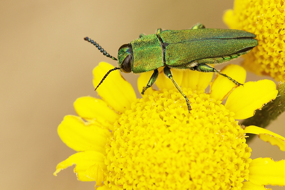 Le bijou vert de la marguerite