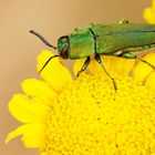 Le bijou vert de la marguerite