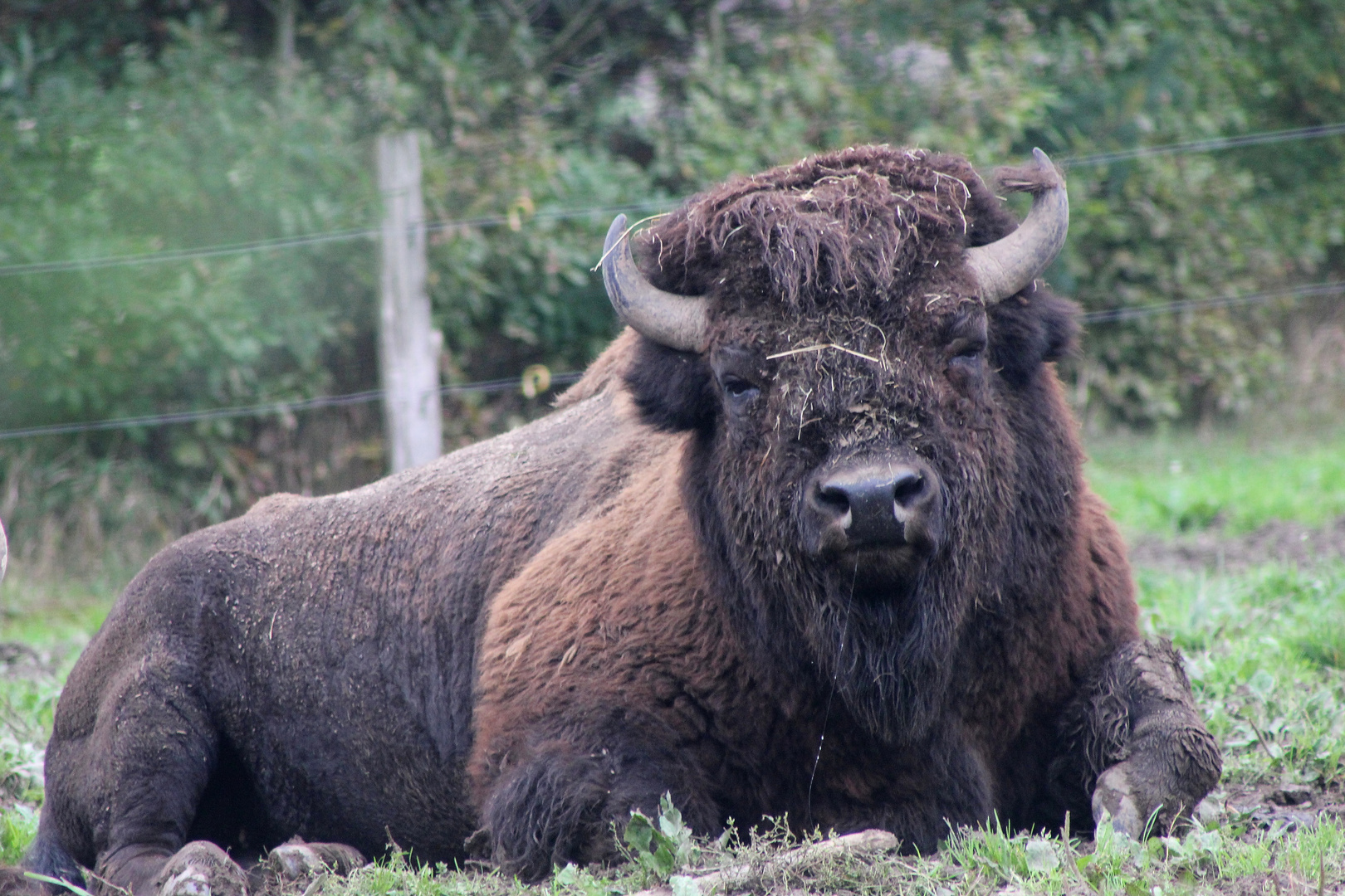 Le bison