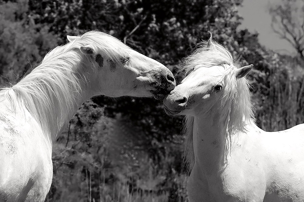 Le bisou camarguais